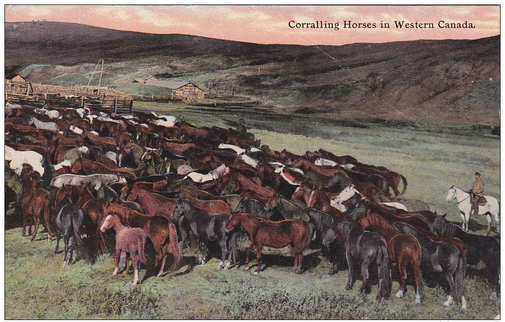 Corralling Horses In Western Canada , PU-1911 , Moose Jaw , Saskatchewan - Autres & Non Classés