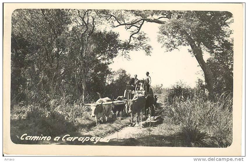 AM043 - Camino A Carapegua - Carro Buoi - Car With Bulls - - Paraguay