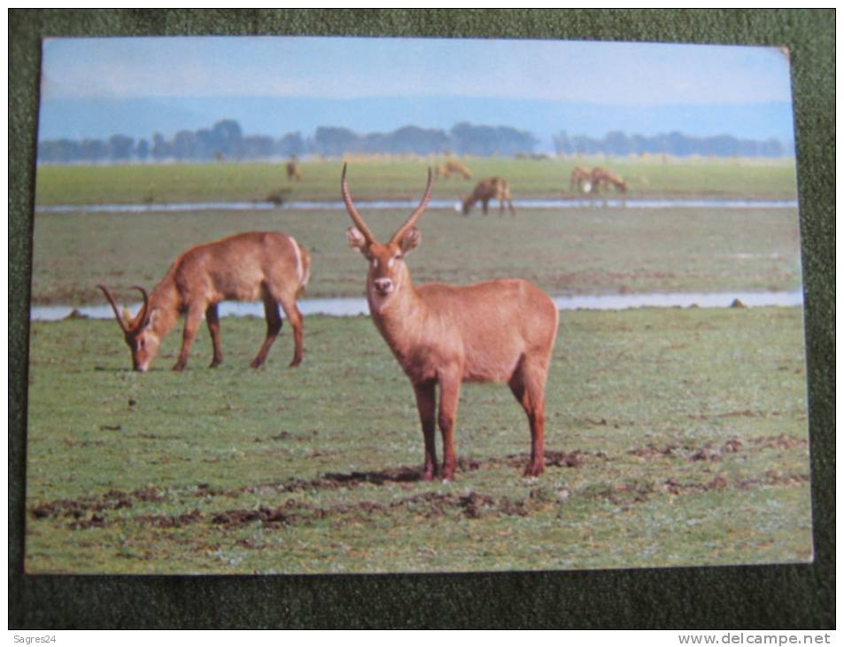 Gorongosa-Moçambique-Inhacosos - Mozambique