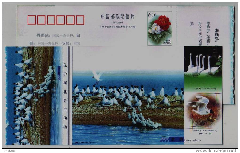 Cygnet Swan Bird,Cygnus Columbianus,Saunder's Cull,Larus Saundersi,CN 01 Protect Hebei Wildlife Animal Pre-stamped Card - Swans