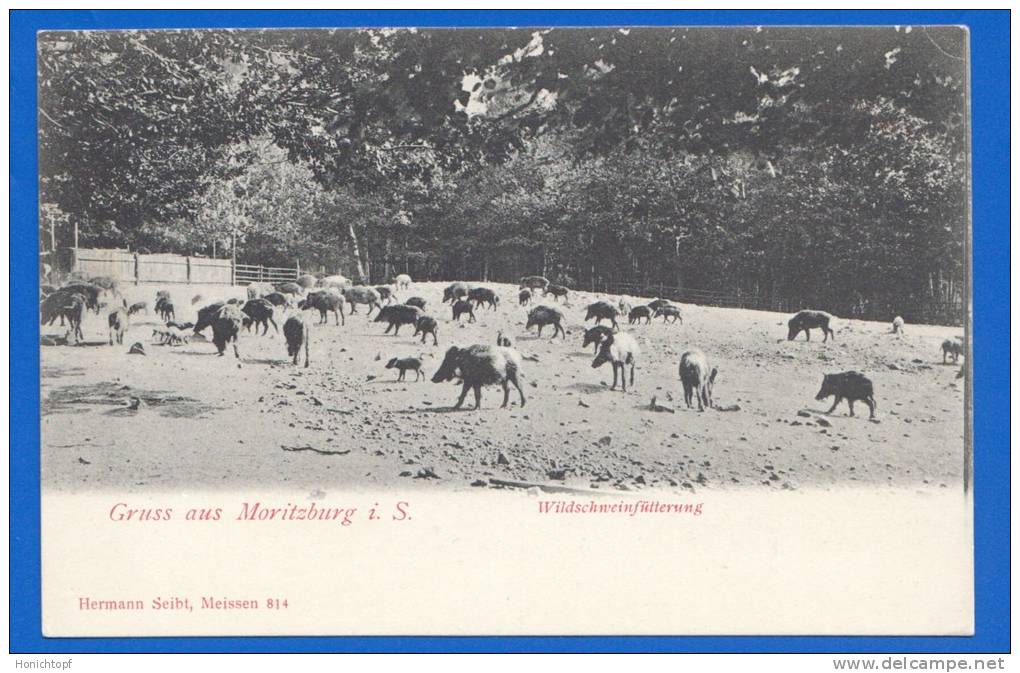 Deutschland; Moritzburg; Wildschweinfütterung; Gruss Aus AK - Moritzburg