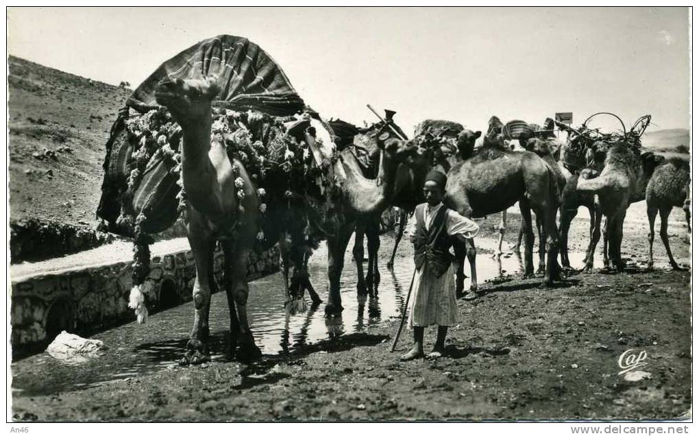 CARAVANE SE DESALTERANT A UN POINT D'EAU  ORIGINALE D´EPOCA 100% - Non Classés