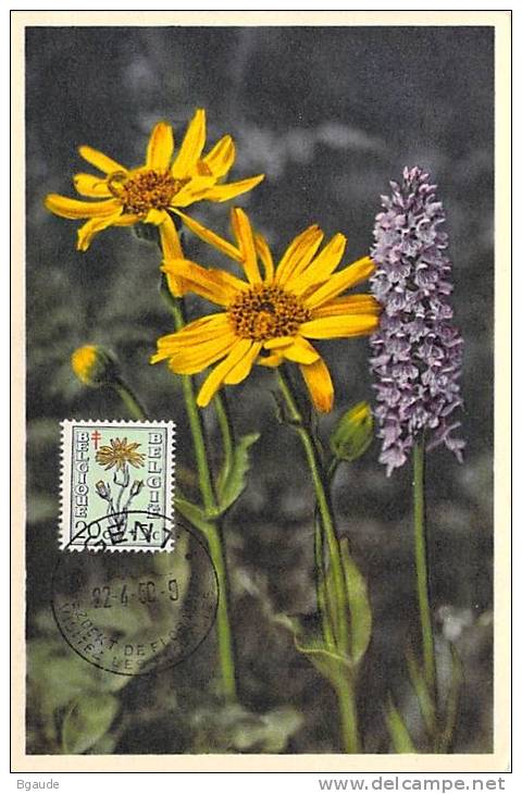 BELGIQUE CARTE MAXIMUM   NUM.YVERT  814 FLEURS   ARNICA - 1934-1951