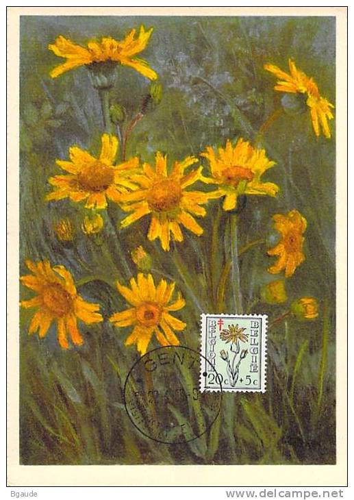 BELGIQUE CARTE MAXIMUM   NUM.YVERT  814 FLEURS   ARNICA - 1934-1951