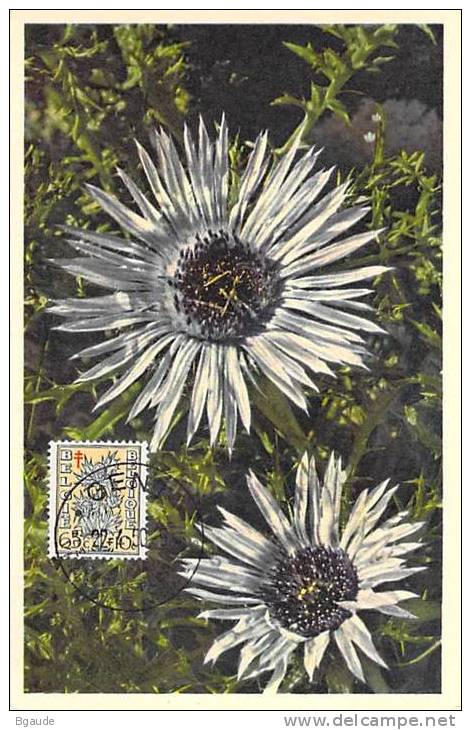 BELGIQUE CARTE MAXIMUM   NUM.YVERT  815 FLEURS   PANICAUT DES DUNES - 1934-1951