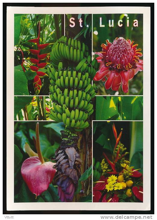 LES ANTILLES - SAINT LUCIA - SAINTE-LUCIE : Banana, Banane, Fleurs, Agricultural Crop, Tropical Floral, Timbre Chataigne - Saint Lucia