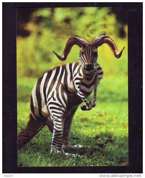 ZEBRES, HUMOR POSTCARD. - Zebras