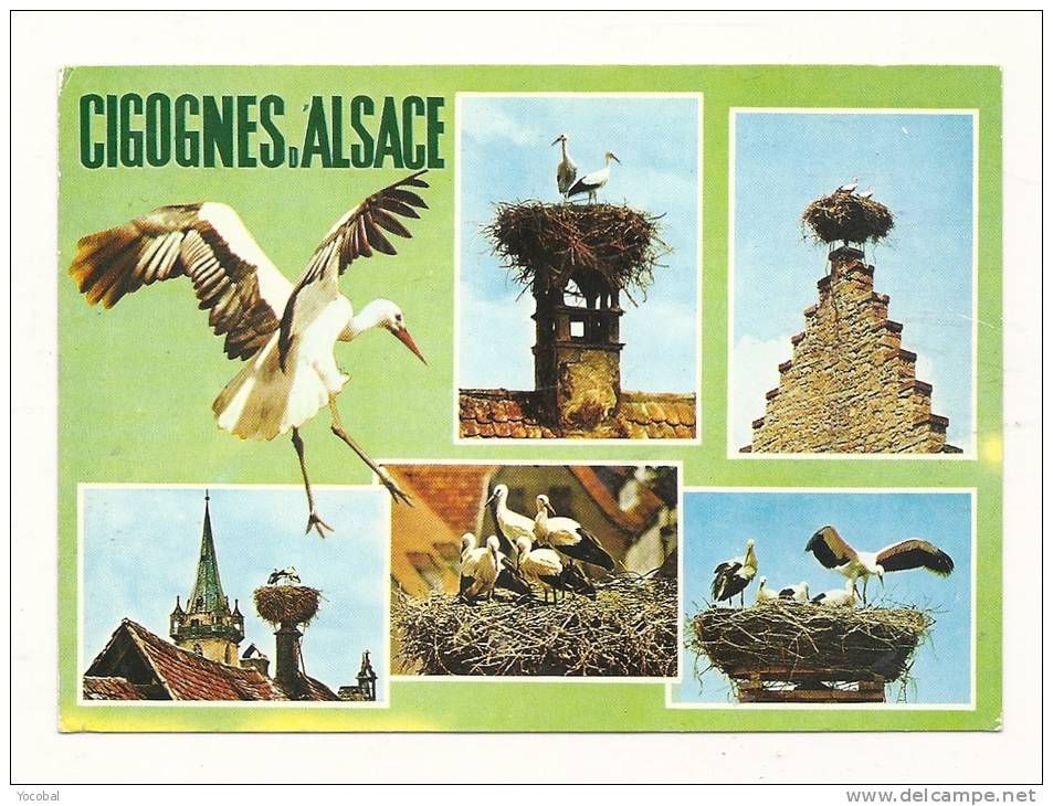 Cp, Animaux, Oiseaux, Cigognes D'Alsace, Multi-Vues, Voyagée 1986 - Vogels