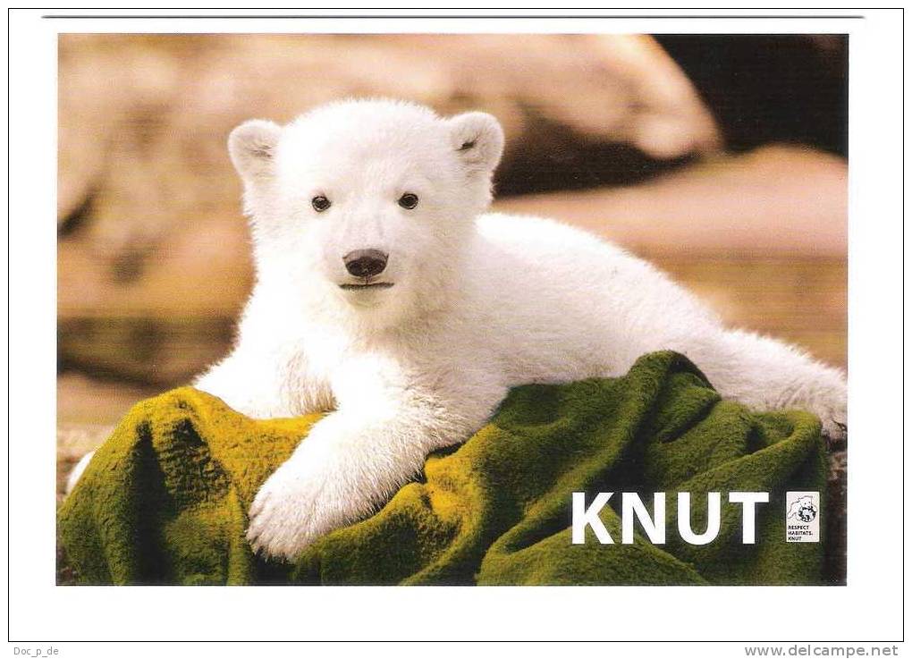 Germany - Berlin Zoo - World Famous Polar Bear " Knut " - Eisbär - Bär - Icebear - Bären