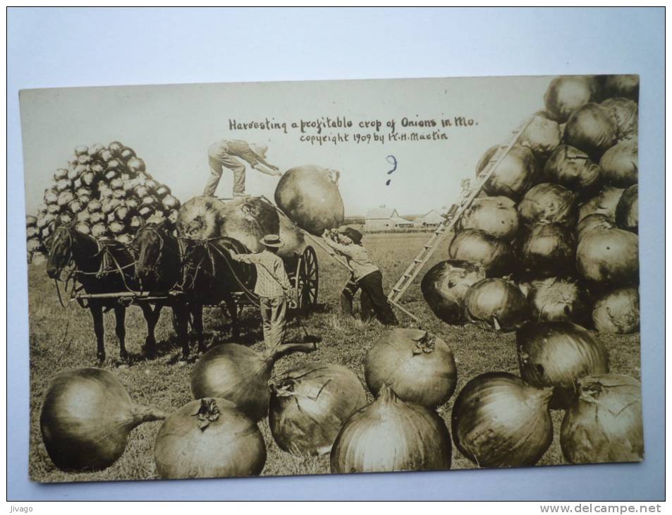 Harvesting A Profitable Crop Of  ONIONS In  MO. - Sonstige & Ohne Zuordnung