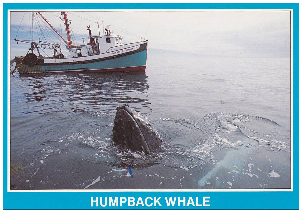 Boat, Humpback Whale Watching, Briar Island, Nova Scotia, Canada,  50-70s - Autres & Non Classés