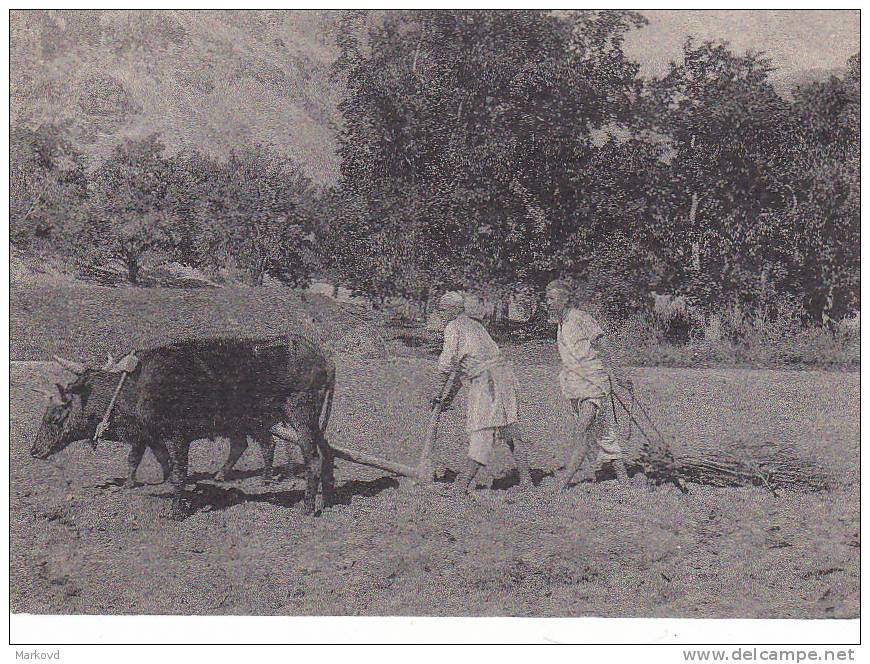 03258 Pamir Cultivation Bovis Cow Plow - Tadjikistan