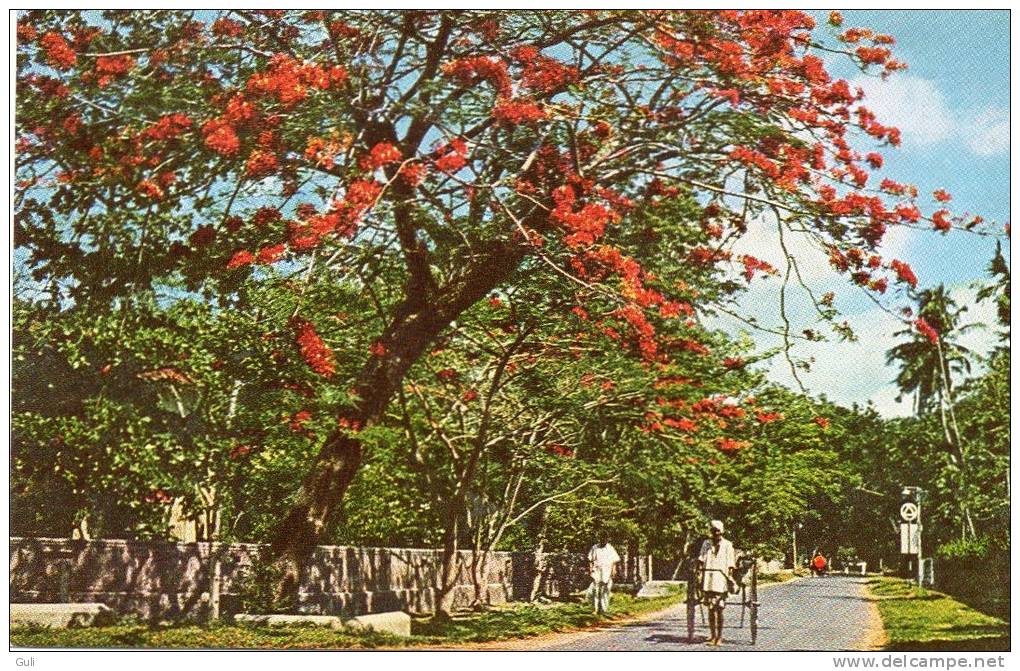 Asie-(Sri Lanka) Flowering Flambouyant On A Colombo Road CEYLON (A)(flamboyant  (arbre Arbres Tree )(Ceylon Pictorials ) - Sri Lanka (Ceylon)