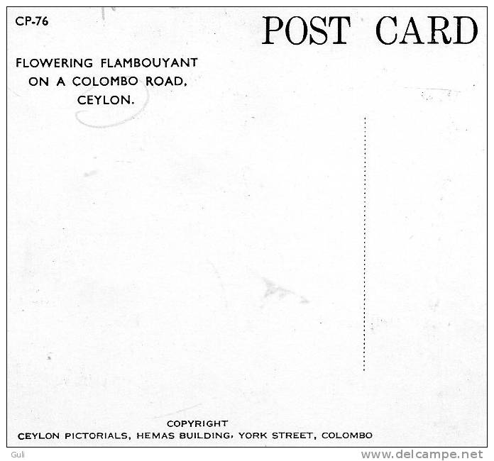 Asie-(Sri Lanka) Flowering Flambouyant On A Colombo Road CEYLON (A)(flamboyant  (arbre Arbres Tree )(Ceylon Pictorials ) - Sri Lanka (Ceylon)