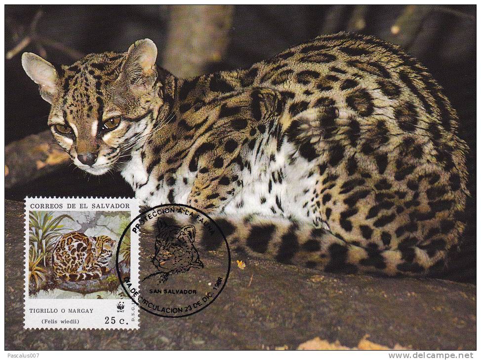 WWF - 075,31 - € 1,00 - CM-MC - 23-12-1988 - 25c - Margay - El Salvador 1078212 - Salvador