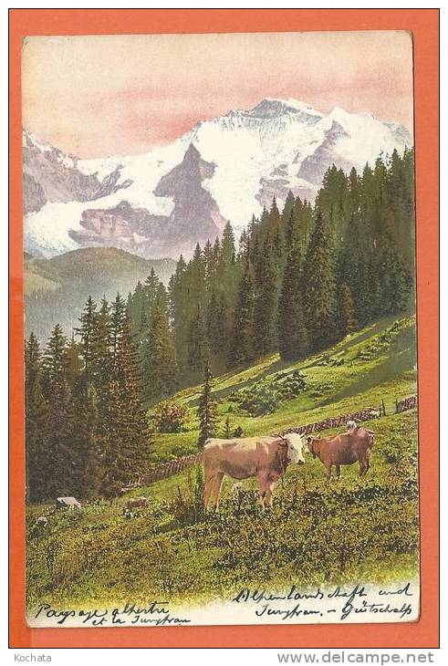 S185,Paysage Alpestre, Jungfrau, Alpen Landschaft, Vaches, Tampon Les Brenets, Le Locle,La Chaux-De-Fond,circulée 1905 - Le Locle