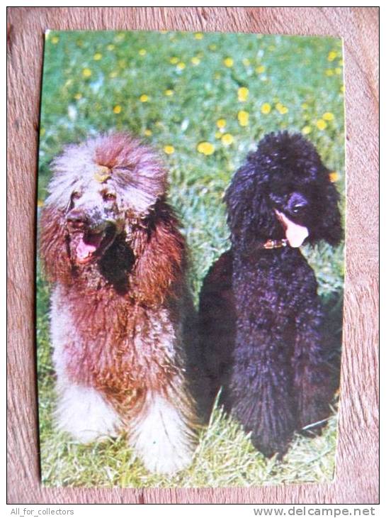 Small Calendar From USSR 1991, Dog Poodle - Kleinformat : 1991-00