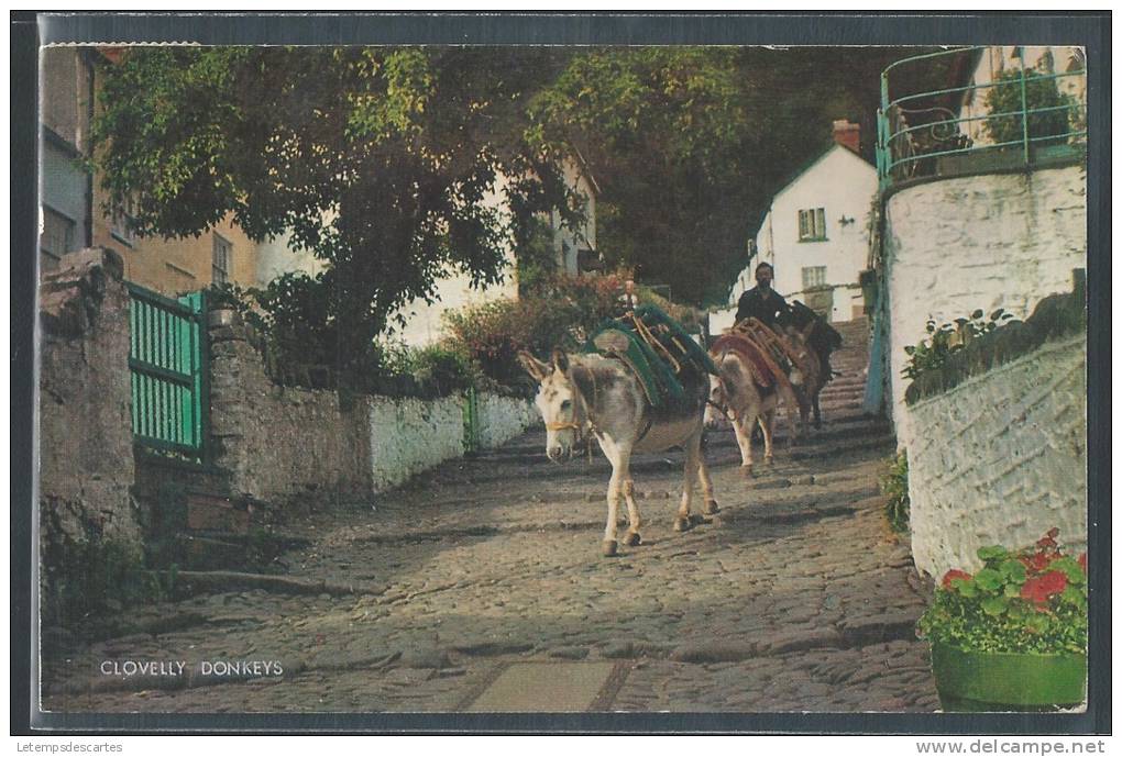 - CPSM ANGLETERRE - Clovelly, The Donkeys - Clovelly