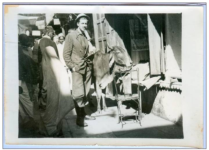 Photo; 1920s , India , Man Posing With Cow On Street - India