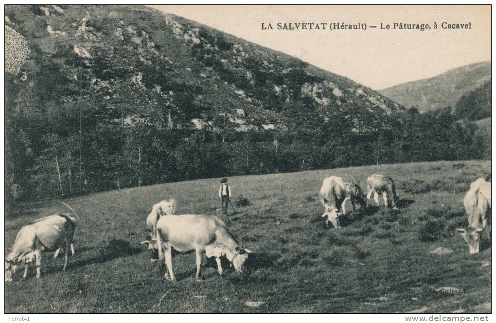 LA SALVETAT - Le Pâturage à CACAVEL (berger Et Vaches) - La Salvetat