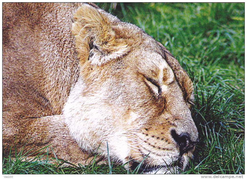 LIONS,LYON,LION KING OF BEASTS, POSTCARD UNUSED. - Lions