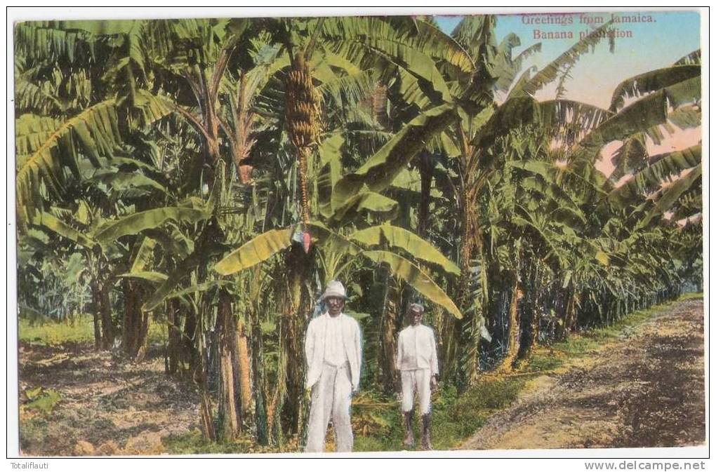 Greetings From Jamaica Banana Plantation Animated Unused Bananen Plantage Belebt - Autres & Non Classés