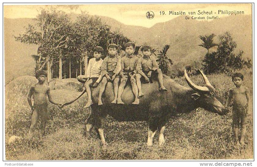 Missiën Van Scheut - Philippijnen - De Carabao (buffel) - Philippines