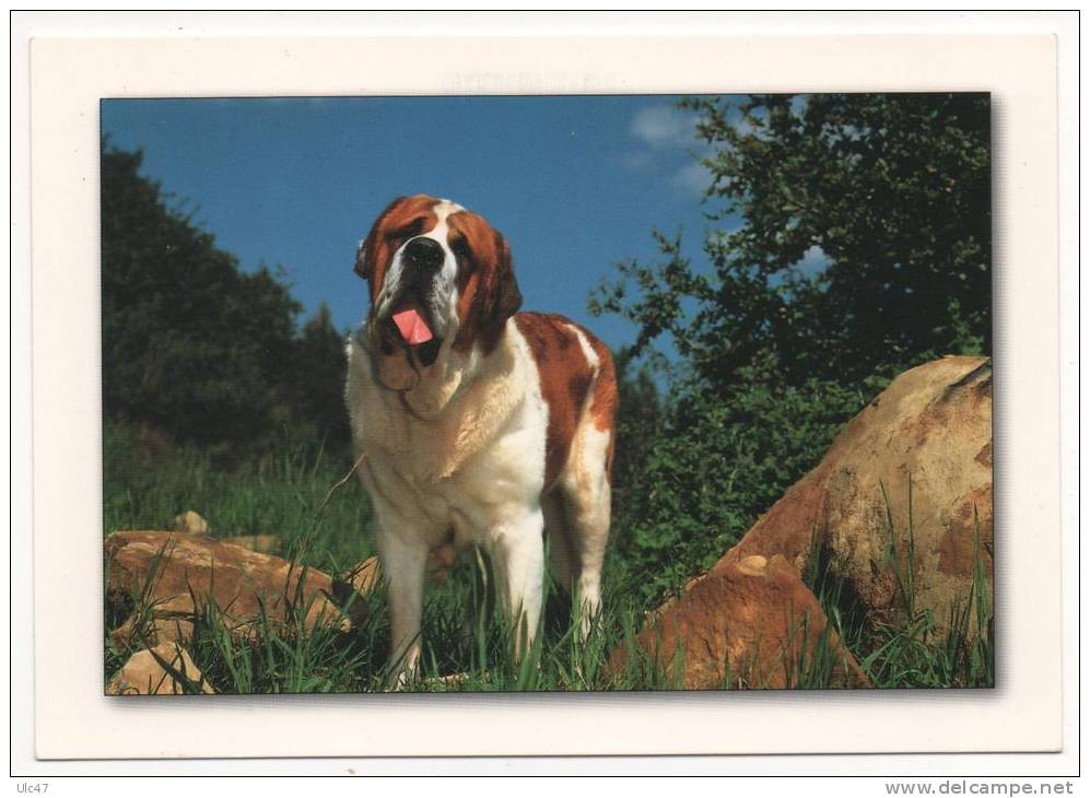 - Chien Saint-Bernard.- - Hunde