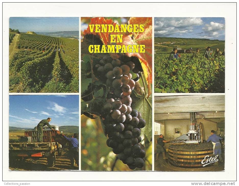 Cp, Vignes, En Champagne, LEs Vendanges, Multi-Vues, Voyagée 1989 - Vigne