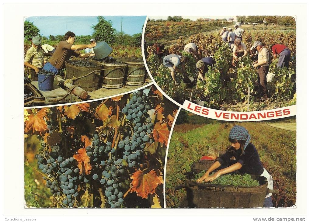 Cp, Agriculture, Les Vendanges, Multi-VUes, Voyagée - Vigne