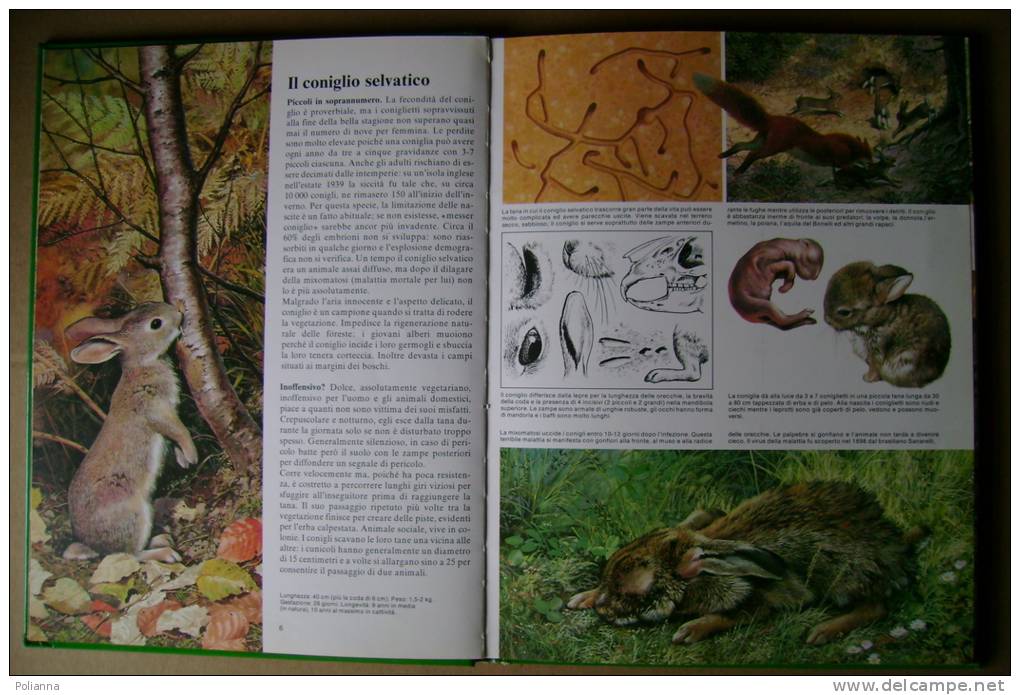 PBN/8 COME VIVONO GLI ANIMALI NEI BOSCHI E NELLE FORESTE Edipem 1979 Illustr. Carl Brenders - Natur