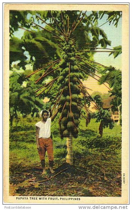 Papaya Tree With Fruit, Philippines - Philippines