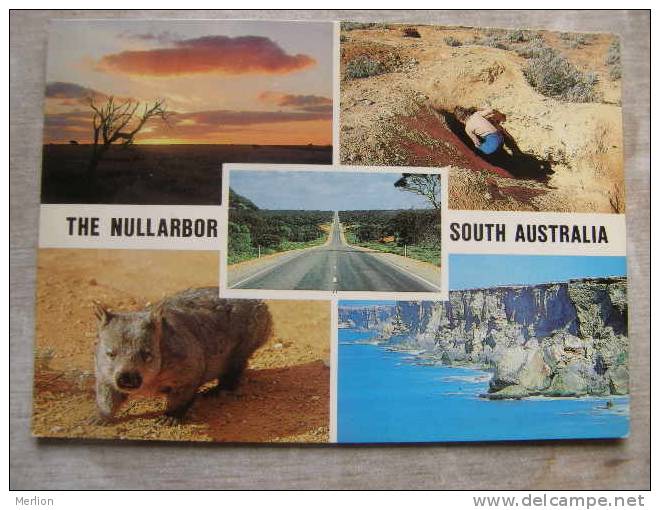 Astralia   -  The Nullarbor - South Australia -Wombat    D93838 - Autres & Non Classés