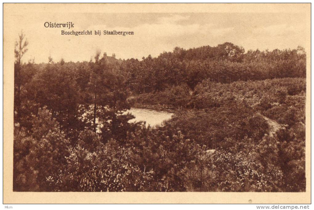 Oisterwijk Boschgezicht Bij Staalbergven - Other & Unclassified