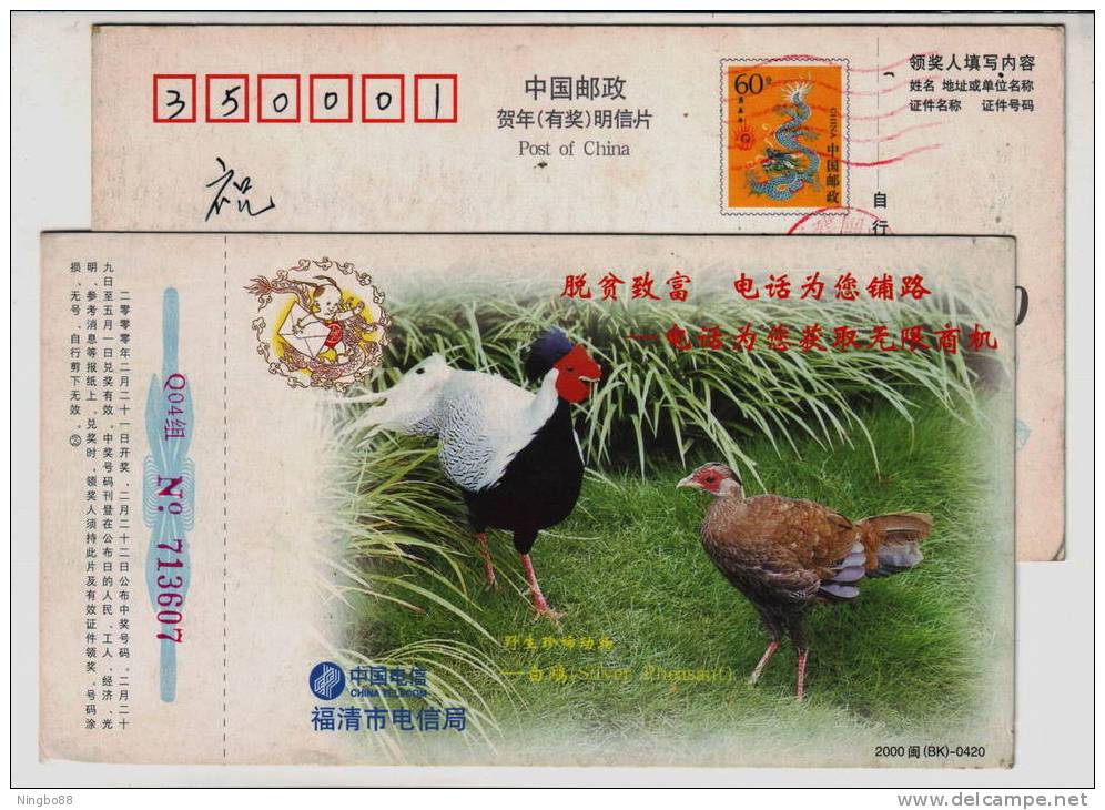 China 2000 Rare Animal Postal Stationery Card Silver Pheasant Bird Wild Chicken - Other & Unclassified