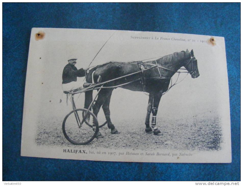 CP.. CHEVAL HALIFAX..NE EN 1907 PAR HETMAN ET SARAB BERNARD..DOS NON IMPRIME  TROUS DE PUNAISES - Reitsport