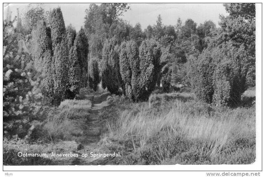 Jeneverbes Op Springendal - Ootmarsum