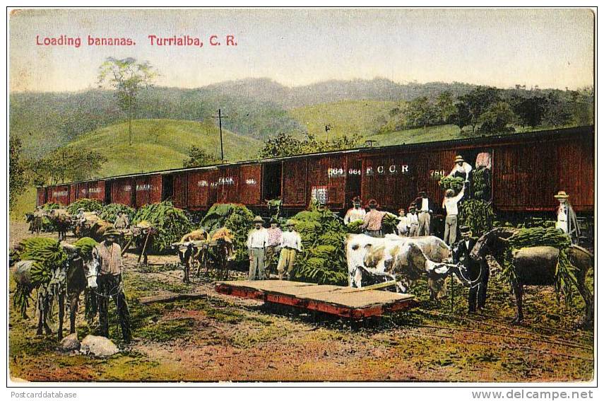 Loading Bananas, Turrialba, C. R. - Costa Rica