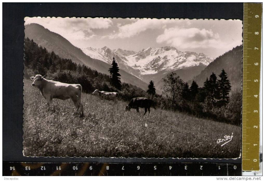 D2558 Paysages Alpestres - Paturages: Mucche, Cows, Koeien, Vaches - Ed. Arts. Ardrè - Cows