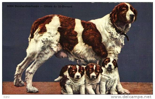 CHIENS DU GD SAINT BERNARD-1925 TTB - Chiens