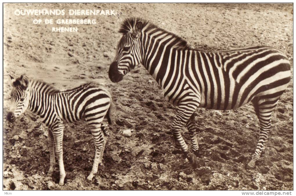 Ouwehands Dierenpark Chapman Zebra Met Jong - Rhenen