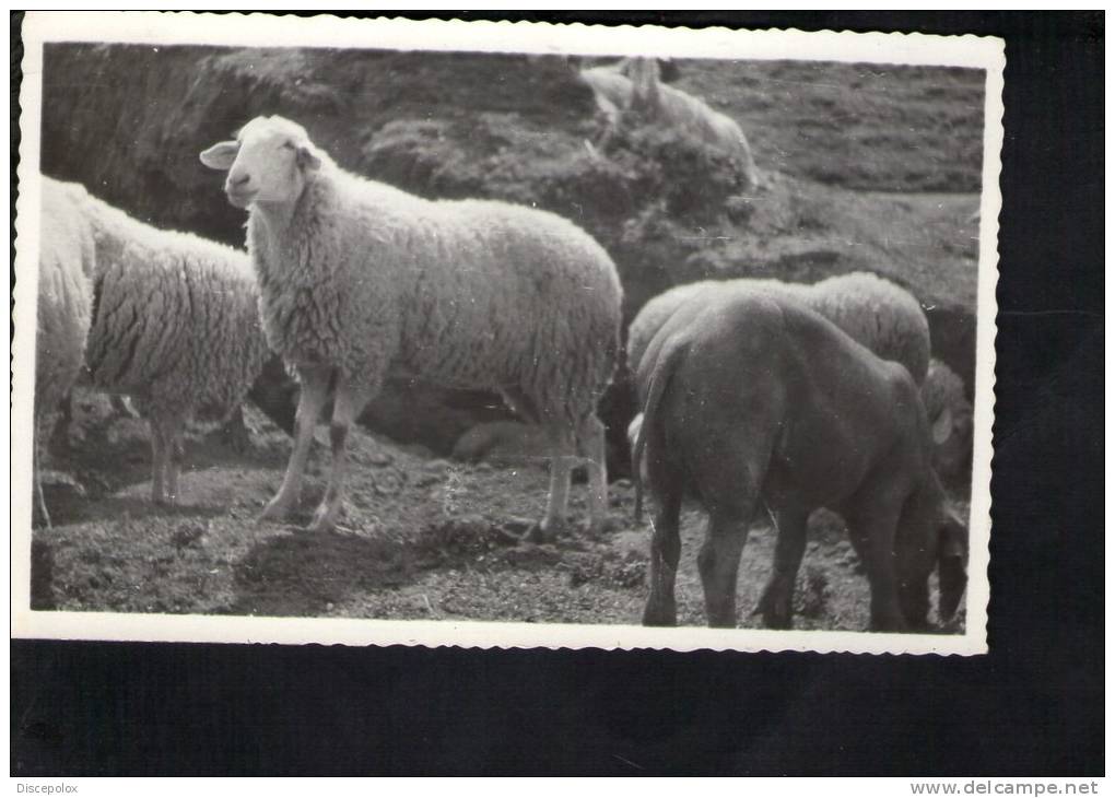 D2644 FERRANIA - Pecora, Schapen, Sheep, Ewe, Mouton - Altri & Non Classificati