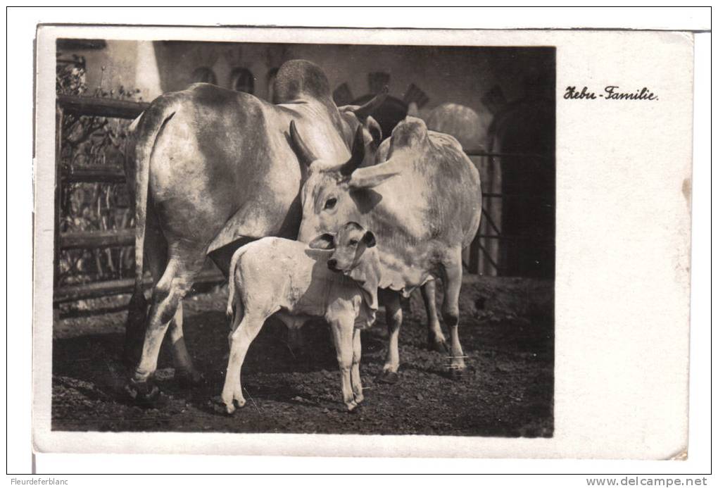 Halle (Saxe-Anhalt / Allemagne) - CPSM - Zoologischer Garten Der Stadt Halle, Zebu Familie / Famille De Zébus, Zoo - Halle (Saale)