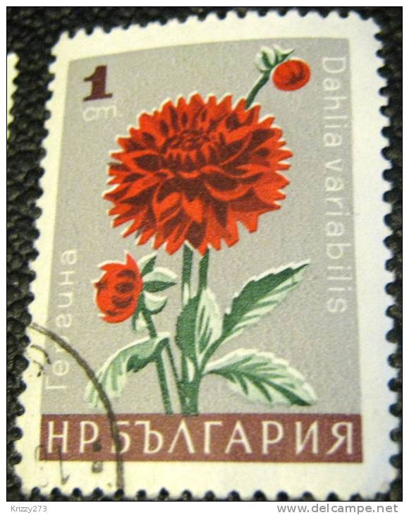 Bulgaria 1966 Flowers Dahlia 1 - Used - Usados