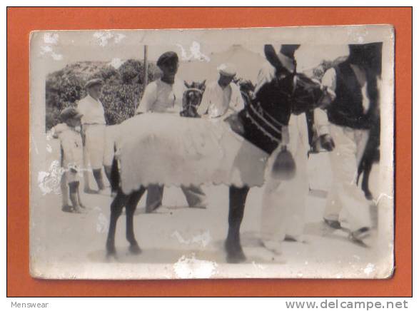 MALTA  - ORIGINAL OLD PHOTO OF MALTESE DONKY  - 1930s - Other & Unclassified