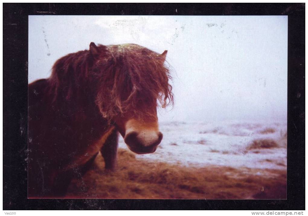 CHEVAUX,PRZEWALSKI HORSE, POST CARD UNUSED. - Pferde