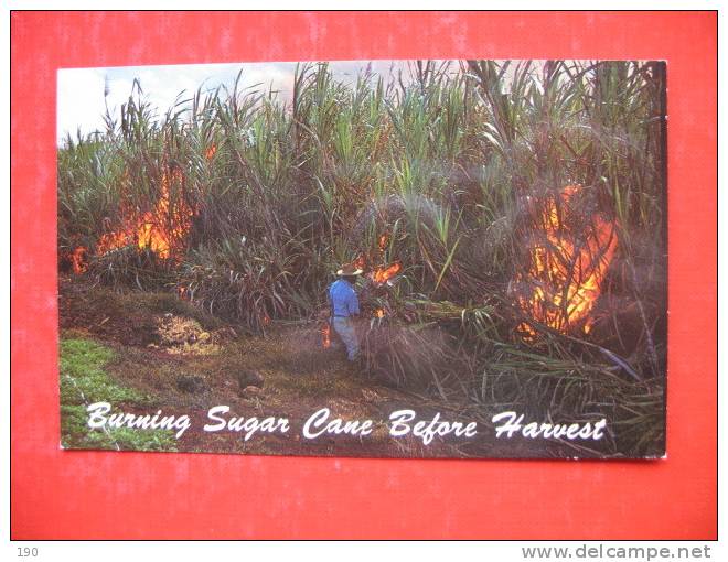 BURNING SUGAR CANE FIELDS BEFORE HARVEST - Autres & Non Classés