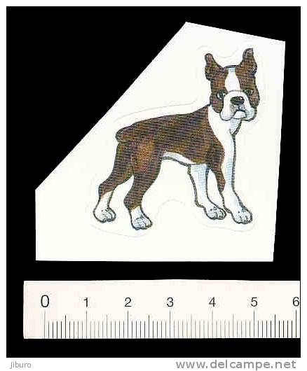 Petit Autocollant Sticker / Boston Terrier  /  Animal Chien Dog  // BIM 105 - Autres & Non Classés