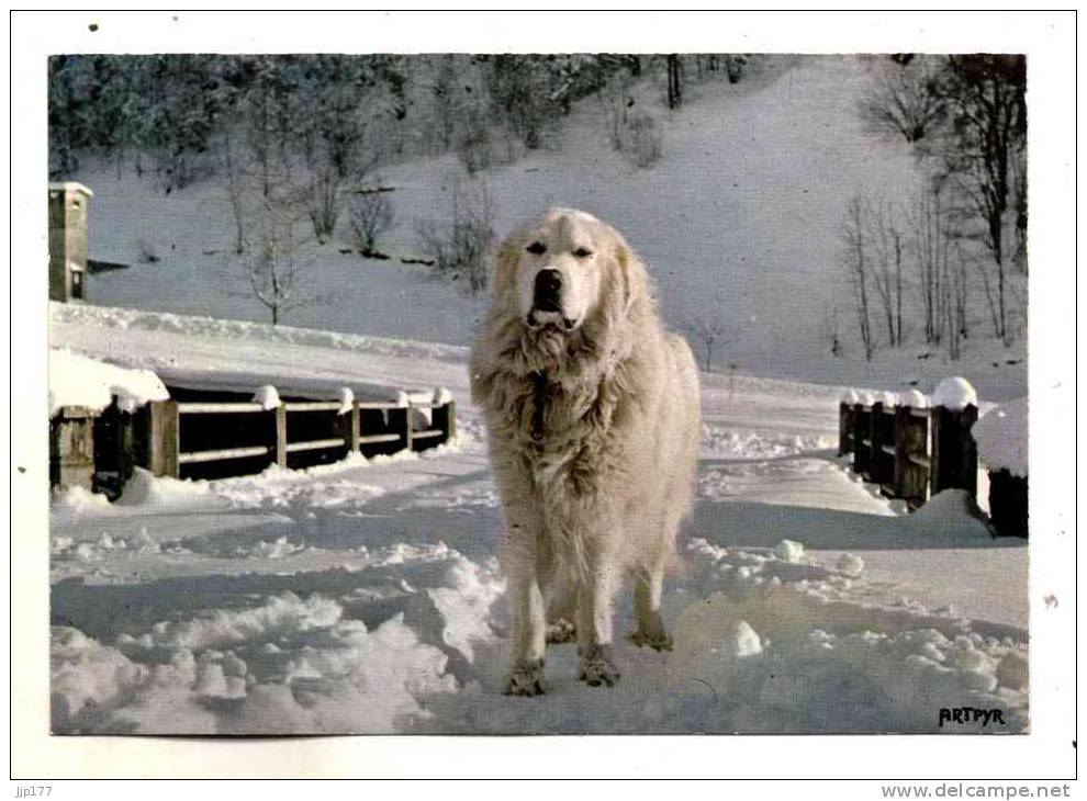 Chien De Montagne Des Pyrénées Patou - Chiens