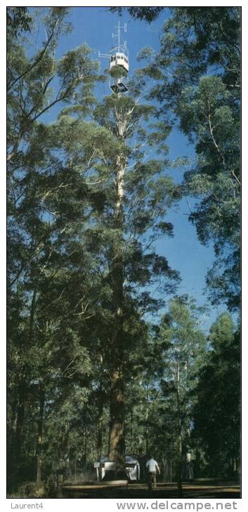 (400) Australia - WA - Gloucester Tree, World Highest Tree Lookout Tower - Sonstige & Ohne Zuordnung